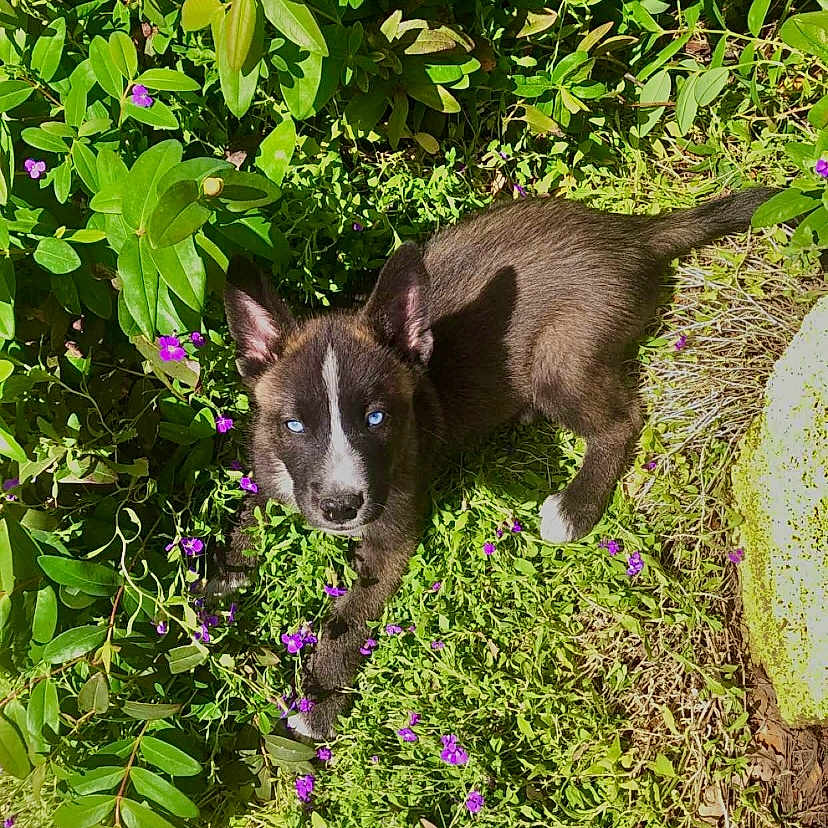 Riyu a rejoint le concours — aidez-le/la à gagner de superbes lots ! animal, canine, dog, flower, geranium, grass, green, herbal, herbs, jar, leaf, pet, petal, plant, planter, pottedplant, pottery, puppy, purple, vegetation