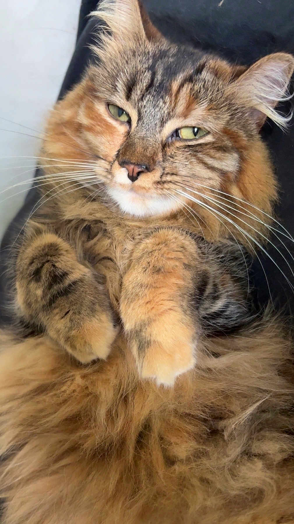 Ella a rejoint le concours — aidez-le/la à gagner de superbes lots ! cat, tabby, fluffy, feline, pet, animal, whiskers, paws, relaxed, lying_down, indoor, close_up, fur, cute, sleepy, domestic, mammal, portrait, cozy, resting