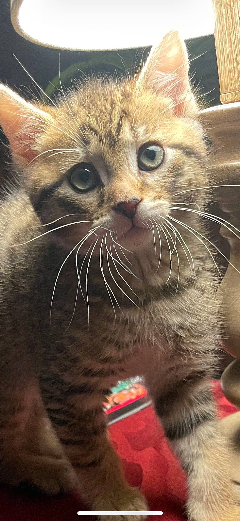 Frankie is registered to the contest to win money with this photo: carnivore, cat, claw, close_up, domestic_short_haired_cat, fawn, felidae, fur, paw, small_to_medium_sized_cats, snout, terrestrial_animal, whiskers