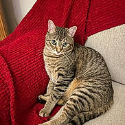 Frankie is registered to the contest to win money with this photo: animal, beige, blanket, cat, couch, cozy, curious, ears, feline, fur, home, indoor, pet, red, relaxed, sitting, striped, tabby, tail, whiskers