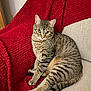 animal, beige, blanket, cat, couch, cozy, curious, ears, feline, fur, home, indoor, pet, red, relaxed, sitting, striped, tabby, tail, whiskers