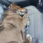Radar joined the competition — help win amazing prizes! dog, brown_dog, sleeping, car_interior, car_seat, seatbelt, water_bottle, resting, pet, canine, collar, paw, fur, napping, domestic_animal, vehicle, leash, relaxed, mammal, indoors