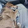 dog, brown_dog, sleeping, car_interior, car_seat, seatbelt, water_bottle, resting, pet, canine, collar, paw, fur, napping, domestic_animal, vehicle, leash, relaxed, mammal, indoors