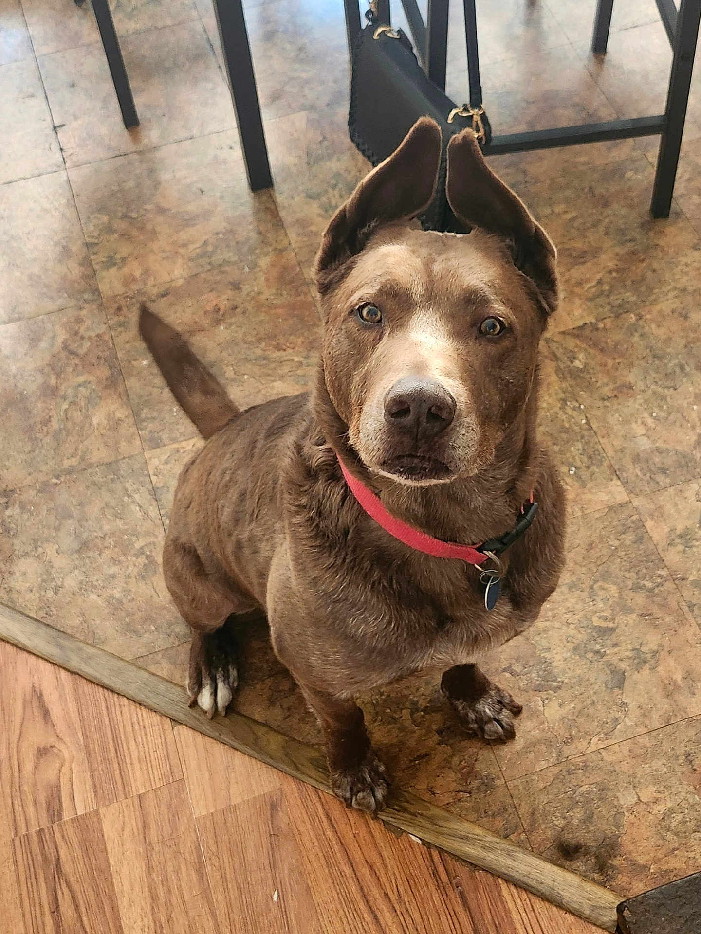 Radar is registered to the contest to win money with this photo: dog, brown_dog, pet, indoor, floor, tile_floor, wood_floor, collar, attentive, ears_up, looking_up, animal, canine, domestic_animal, mammal, sitting, cute, companion, household, portrait