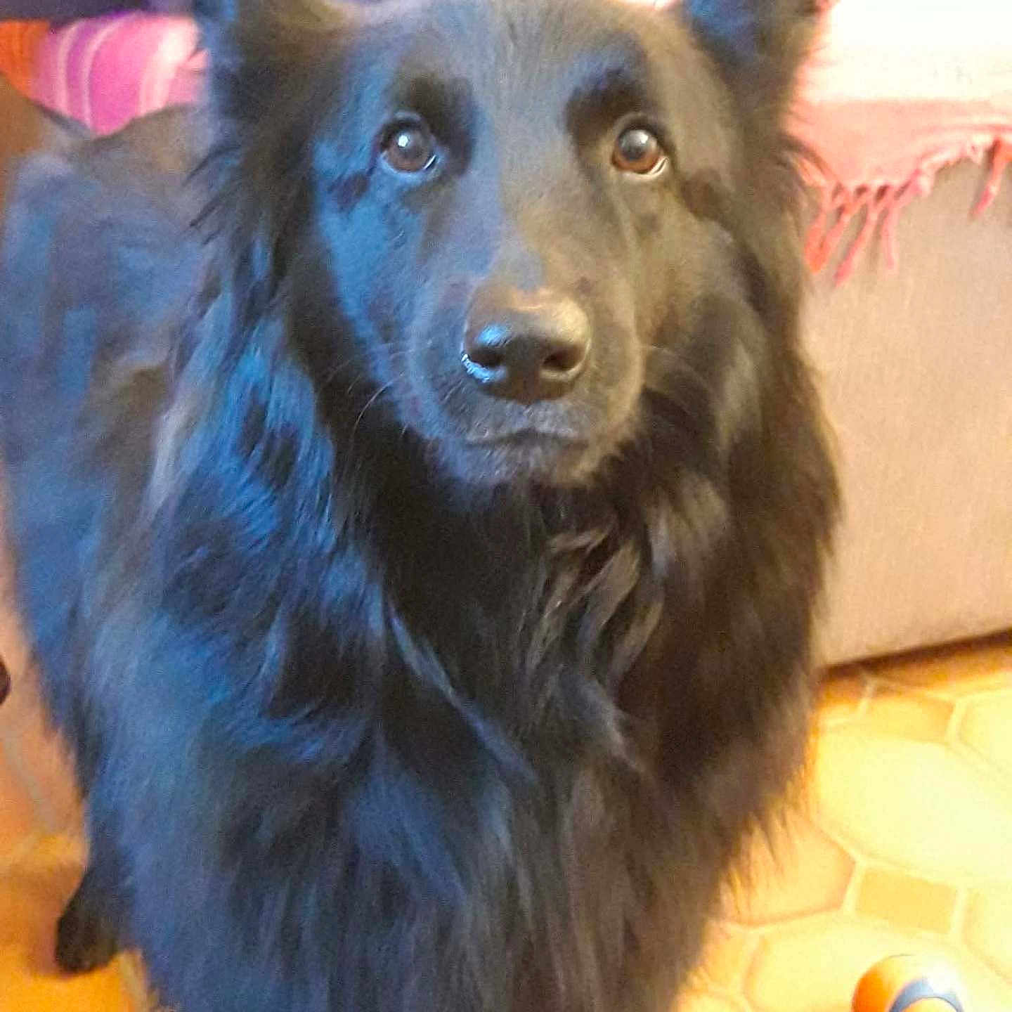 Tina participe au concours pour gagner de l'argent avec cette photo : dog, black_dog, fluffy, pet, indoor, floor, tile_floor, sofa, blanket, furniture, animal, portrait, looking, ears, nose, fur, domestic_animal, canine, companion, cute