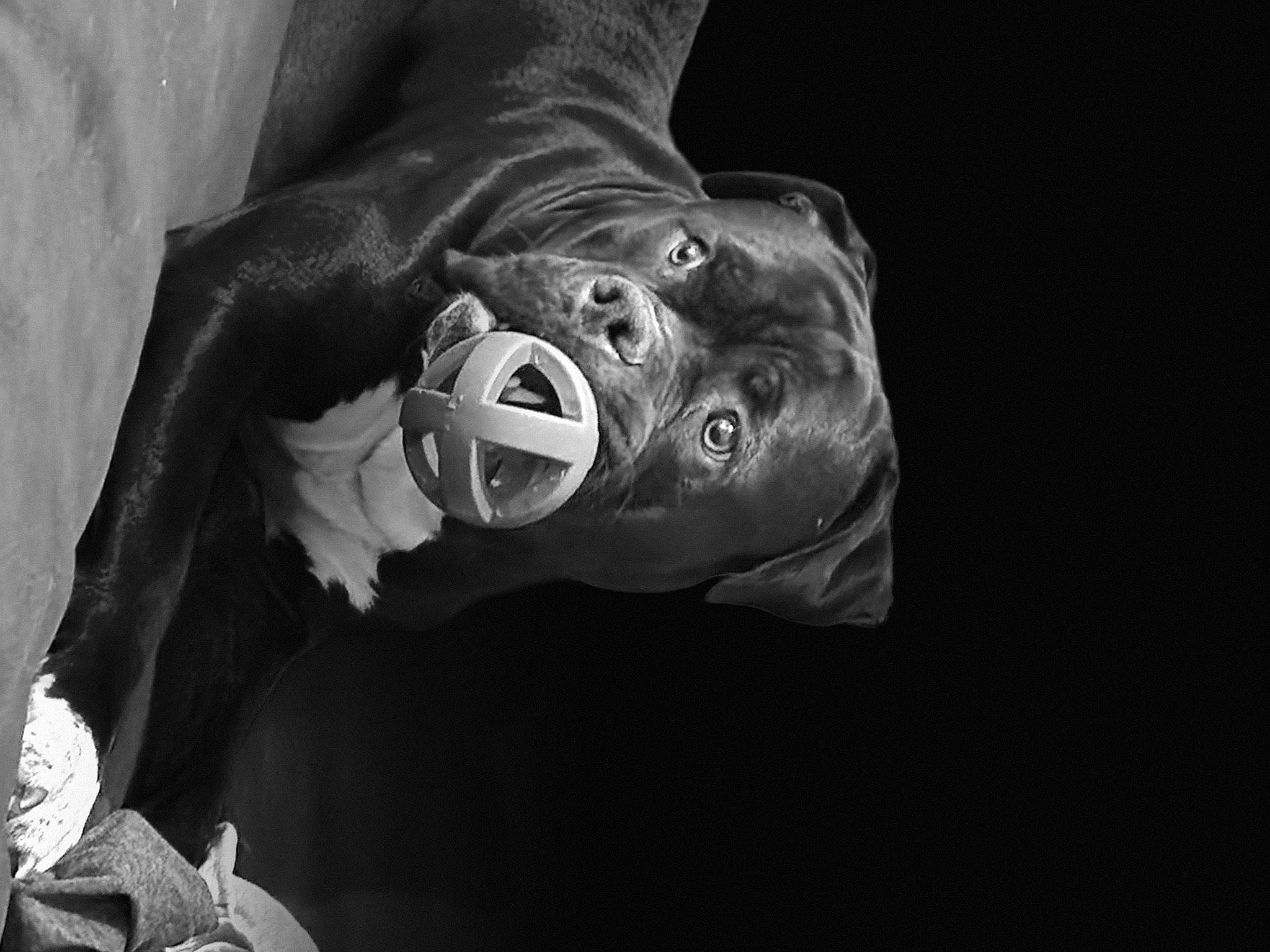 Rosko is registered to the contest to win money with this photo: art, artifact, carving, darkness, fictional_character, flash_photography, gesture, grey, human_leg, jaw, mask, monochrome, monochrome_photography, personal_protective_equipment, sculpture, snout, still_life_photography, visual_arts, water, wrinkle