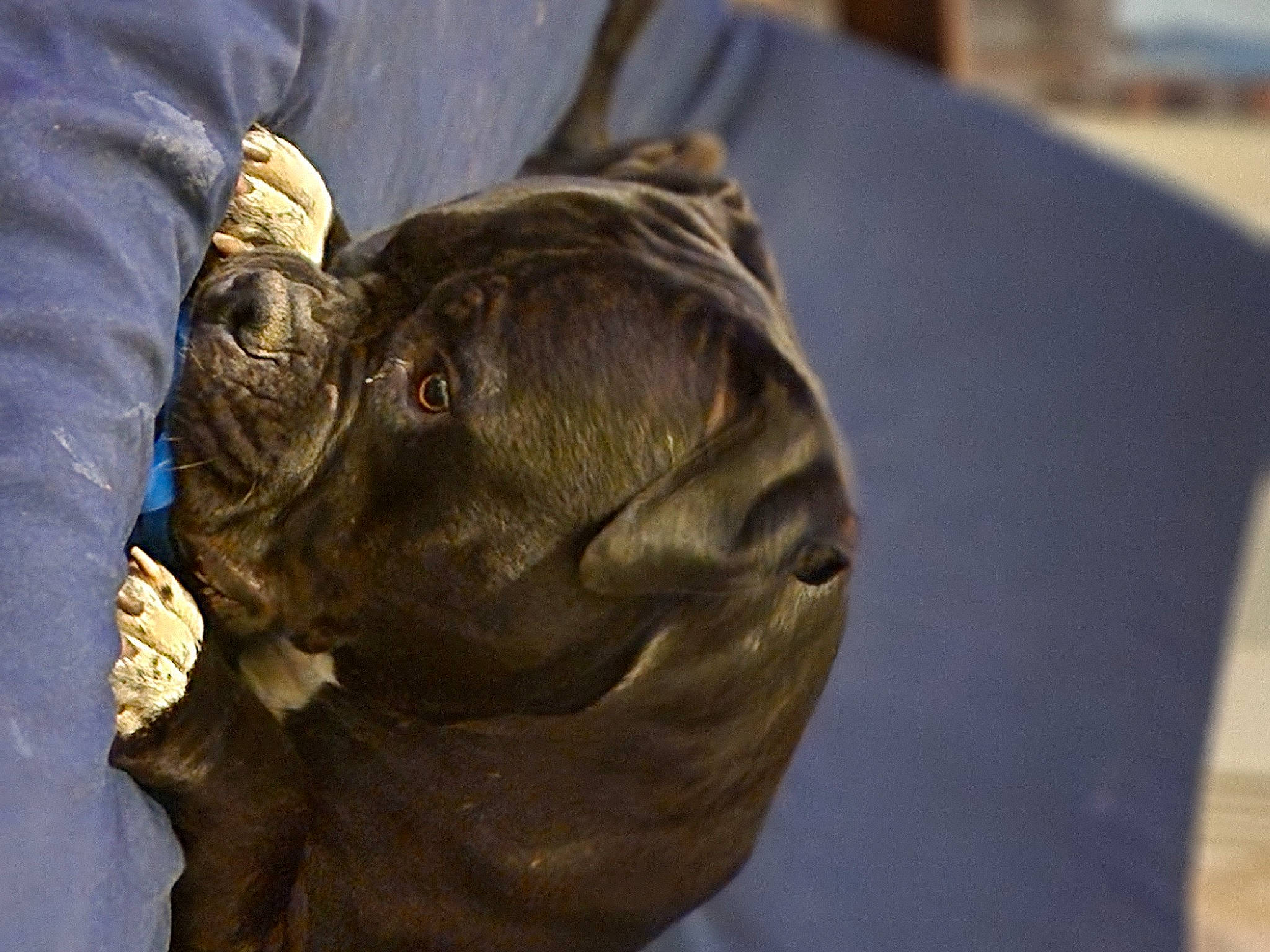 Rosko joined the competition — help win amazing prizes! art, artifact, bronze, bronze_sculpture, carving, classical_sculpture, history, lion, metal, monument, personal_protective_equipment, sculpture, snout, statue, terrestrial_animal, tourist_attraction, visual_arts, wood, working_animal, wrinkle