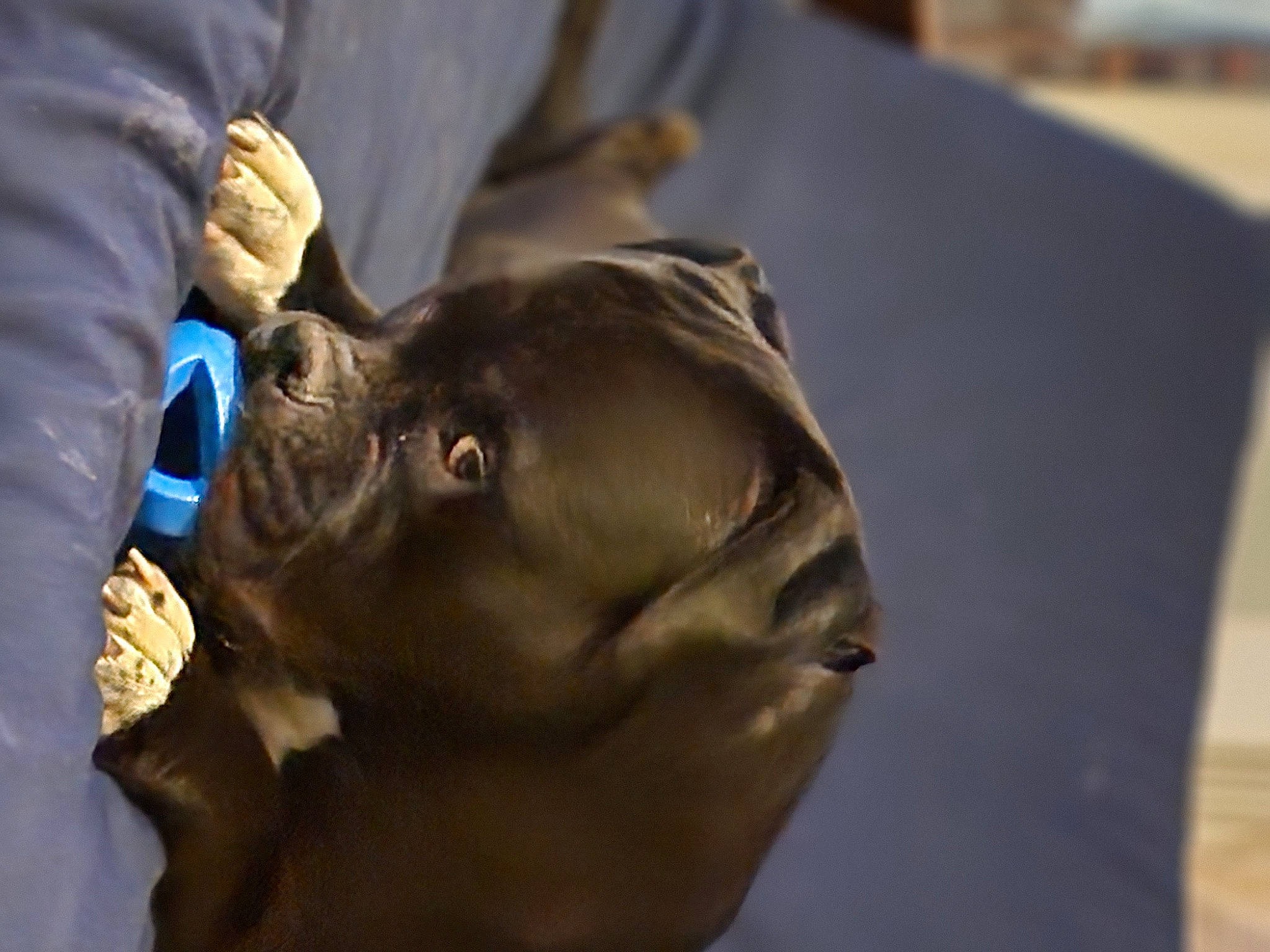 Rosko joined the competition — help win amazing prizes! art, artifact, bronze, bronze_sculpture, carving, classical_sculpture, metal, monument, personal_protective_equipment, sculpture, statue, visual_arts, wood, wrinkle