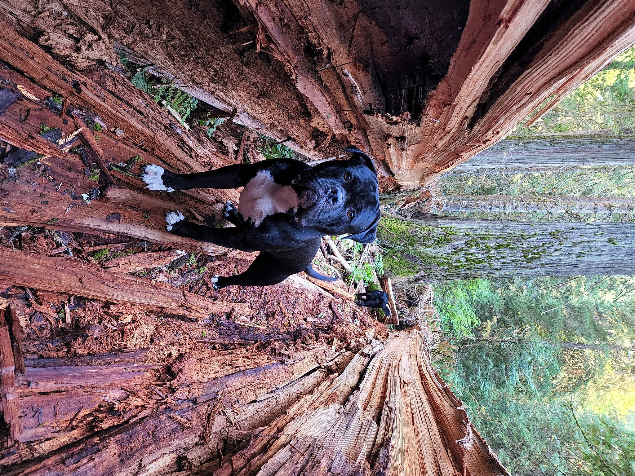 Rosko is registered to the contest to win money with this photo: adventure, bedrock, forest, formation, fun, hiking, landscape, leisure, outdoor_recreation, outdoor_shoe, plant, recreation, rock, rock_climbing_equipment, rope, soil, sport_climbing, tree, trunk, wood