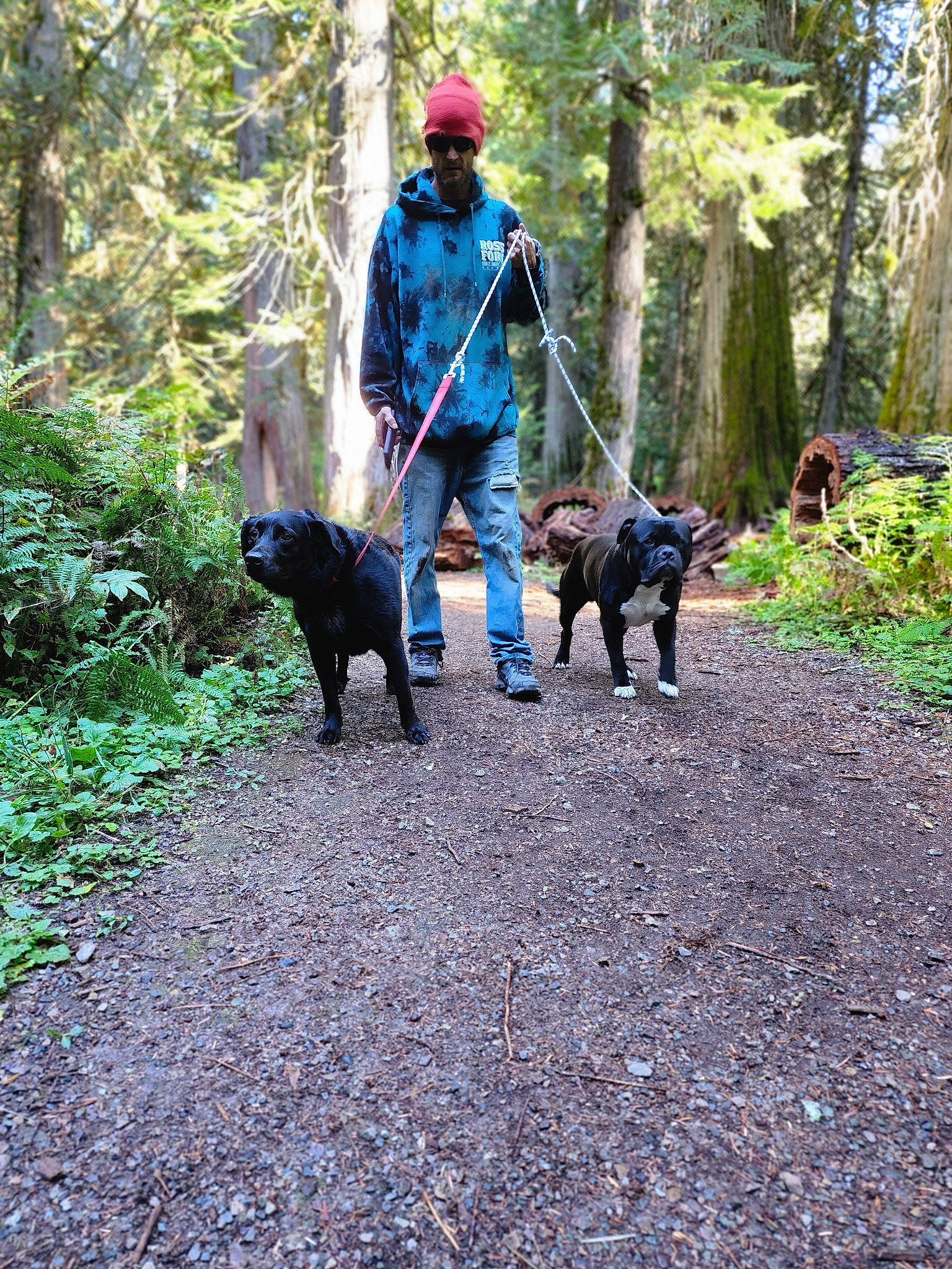 Rosko joined the competition — help win amazing prizes! adventure, canidae, carnivore, companion_dog, dog, dog_breed, dog_hiking, dog_walking, fashion_accessory, forest, hat, leash, plant, recreation, soil, sporting_group, tree, walking, woodland, working_animal