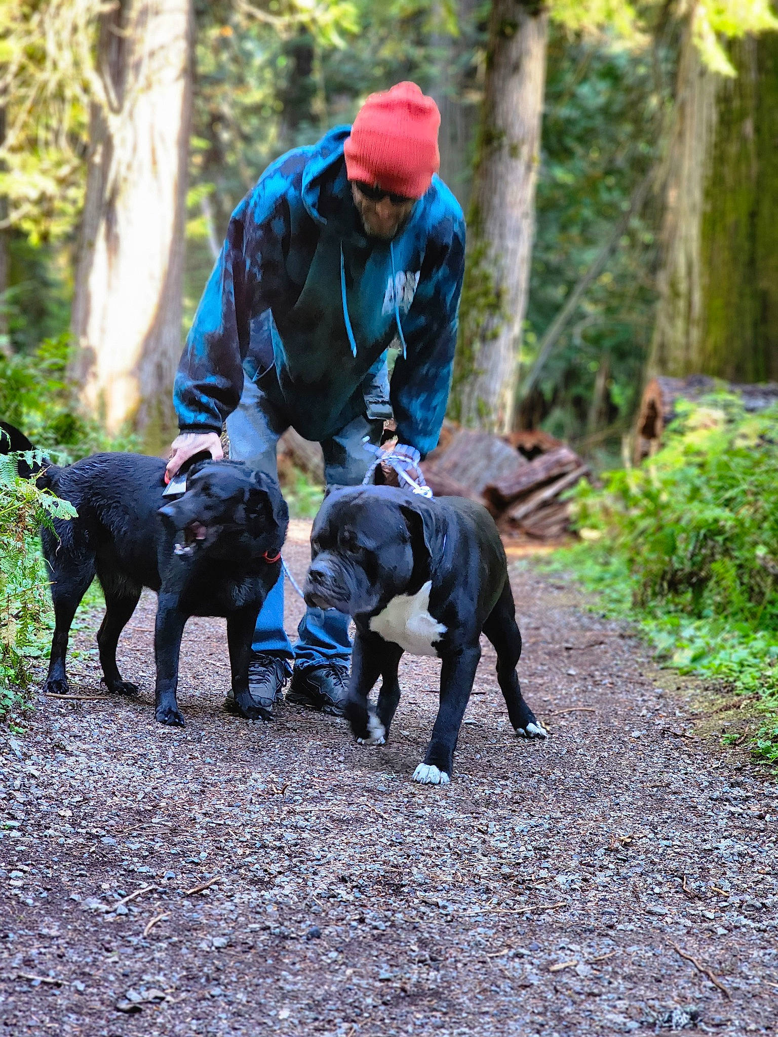 Rosko joined the competition — help win amazing prizes! adventure, carnivore, companion_dog, dog, dog_breed, dog_hiking, dog_walking, forest, guard_dog, hat, leash, plant, recreation, sporting_group, tail, tree, walking, woodland, working_animal, working_dog