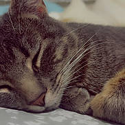Fluffy joined the competition — help win amazing prizes! cat, tabby_cat, sleeping, close_up, fur, whiskers, paw, resting, pet, animal, cute, cozy, indoor, bed, comfort, relaxation, domestic_animal, mammal, feline, peaceful