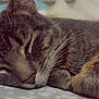 cat, tabby_cat, sleeping, close_up, fur, whiskers, paw, resting, pet, animal, cute, cozy, indoor, bed, comfort, relaxation, domestic_animal, mammal, feline, peaceful