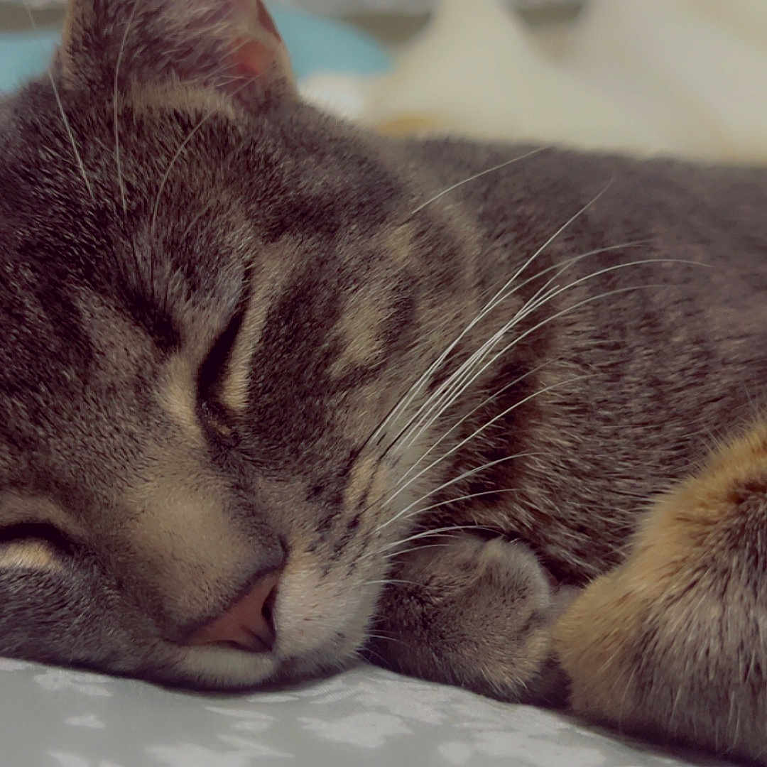 Fluffy joined the competition — help win amazing prizes! animal, bed, cat, close_up, comfort, cozy, cute, domestic_animal, feline, fur, indoor, mammal, paw, peaceful, pet, relaxation, resting, sleeping, tabby_cat, whiskers