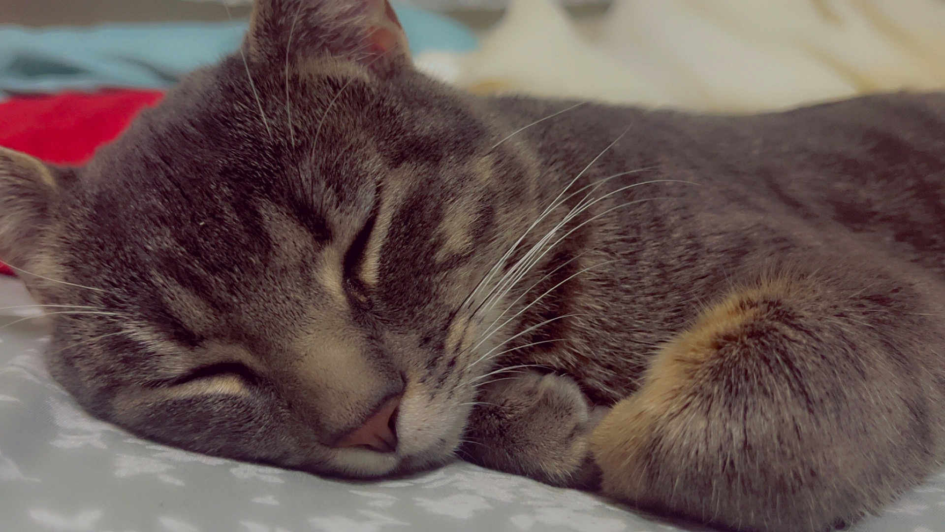 Fluffy joined the competition — help win amazing prizes! cat, tabby_cat, sleeping, close_up, fur, whiskers, paw, resting, pet, animal, cute, cozy, indoor, bed, comfort, relaxation, domestic_animal, mammal, feline, peaceful