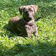 Luna joined the competition — help win amazing prizes! dog, brindle, grass, outdoor, sunlight, pet, animal, collar, nature, greenery, canine, laying_down, alert, leafy, summer, daylight, fur, mammal, cute, watchful