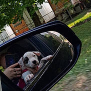 Wednesday joined the competition — help win amazing prizes! puppy, dog, car, side_mirror, person, hand, window, outdoor, trees, truck, reflection, grass, road, pet, animal, cute, playful, travel, vehicle, nature