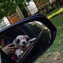 animal, car, cute, dog, grass, hand, nature, outdoor, person, pet, playful, puppy, reflection, road, side_mirror, travel, trees, truck, vehicle, window