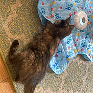 Miley joined the competition — help win amazing prizes! cat, kitten, tortoiseshell, play_mat, fish_pattern, carpet, floor, curious, pet, indoor, animal, feline, young_cat, toy, colorful, striped, soft_fur, home, cute, small