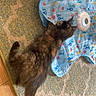 cat, kitten, tortoiseshell, play_mat, fish_pattern, carpet, floor, curious, pet, indoor, animal, feline, young_cat, toy, colorful, striped, soft_fur, home, cute, small