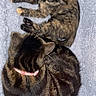 Miley is registered to the contest to win money with this photo: cat, cats, kitten, tortoiseshell_cat, collar, pet, fluffy_blanket, texture, fur, sleeping, resting, animal, cute, cozy, domestic_cat, tabby, pink_collar, indoor, companionship, relaxation