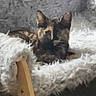 Miley joined the competition — help win amazing prizes! cat, furniture, chair, fluffy, wood, indoor, pet, animal, resting, cozy, fur, blurred, domestic, relaxing, seated, feline, home, soft, texture, comfort