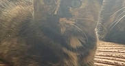Miley joined the competition — help win amazing prizes! kitten, cat, tortoiseshell, feline, pet, indoor, blanket, brown, texture, animal, cute, young, fur, whiskers, paws, resting, cozy, soft_light, closeup, curious