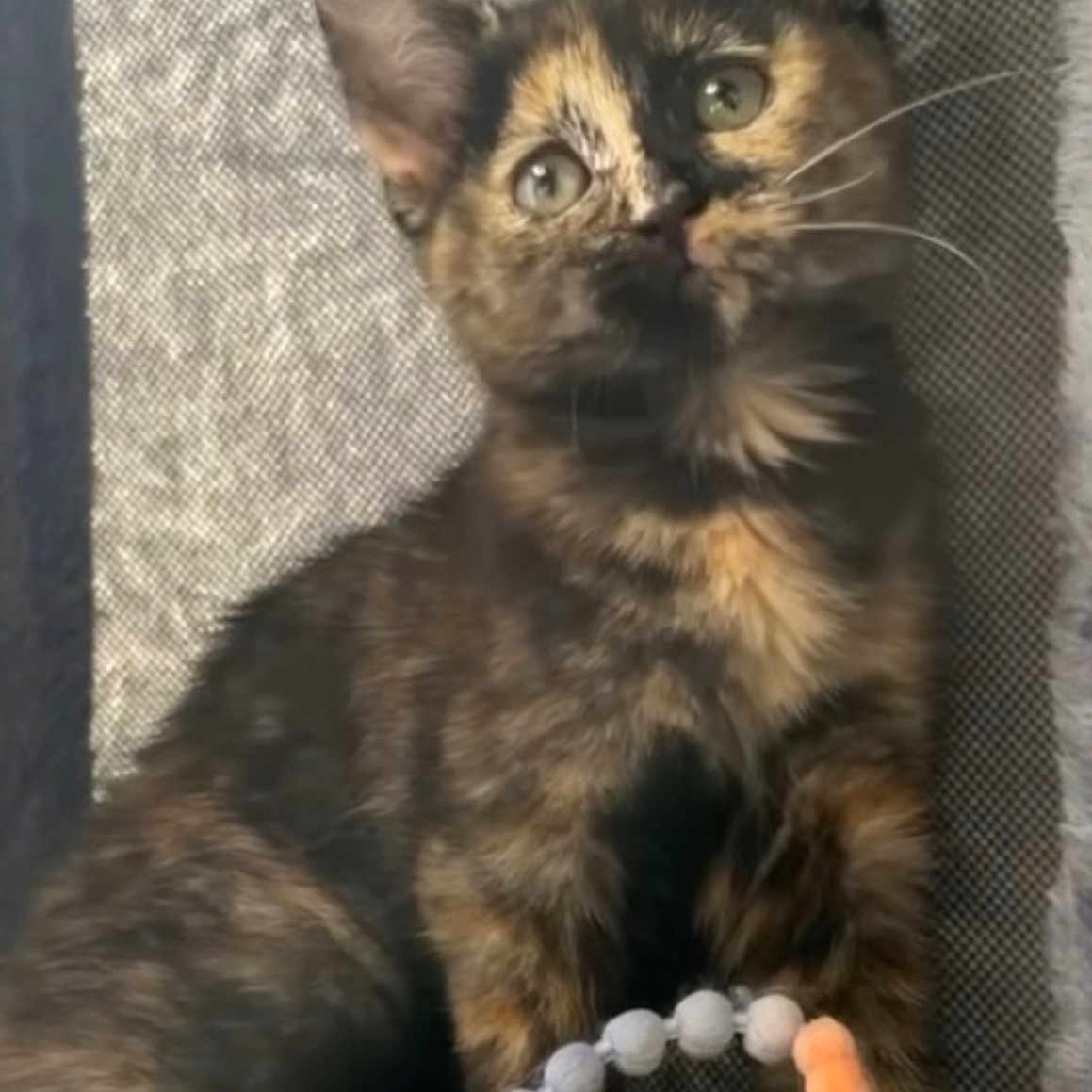 Miley is registered to the contest to win money with this photo: kitten, cat, tortoiseshell, pet, animal, toy, plush, beads, gray_background, curious, young, cute, feline, indoor, cozy, sitting, whiskers, ears, eyes, playful