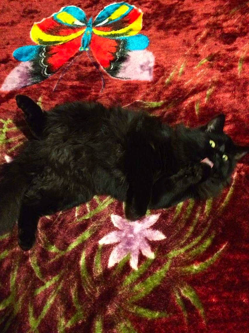 Bagheera is registered to the contest to win money with this photo: art, black_cat, canidae, carnivore, cat, dog_breed, felidae, fur, grass, magenta, pattern, plant, shadow, small_to_medium_sized_cats, sporting_group, tail, tints_and_shades, tree, vertebrate, woolen