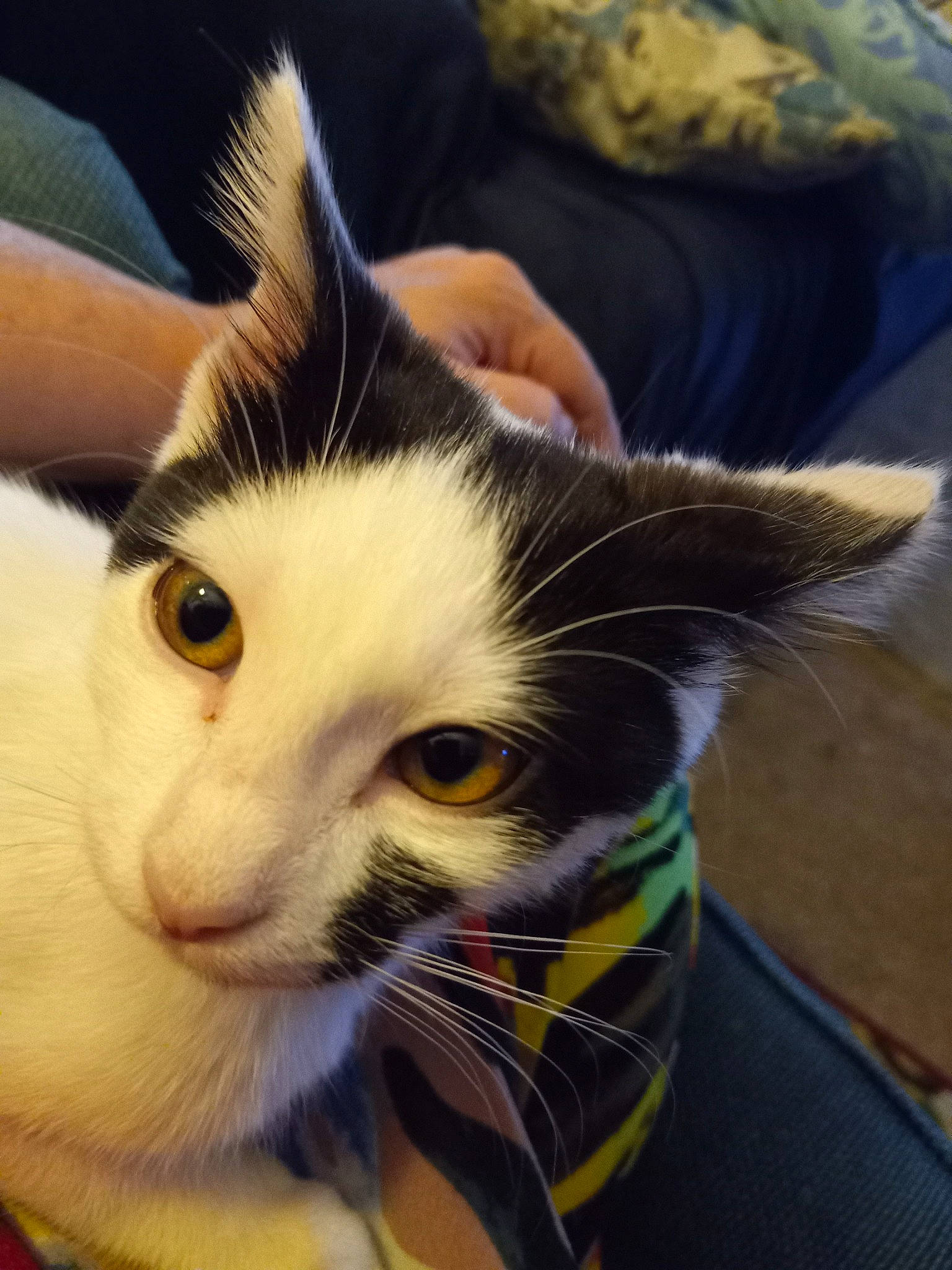 Rosie is registered to the contest to win money with this photo: carnivore, cat, claw, comfort, domestic_short_haired_cat, ear, eye, eyelash, felidae, fur, iris, nose, paw, selfie, small_to_medium_sized_cats, snout, whiskers