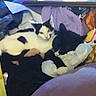 Rosie joined the competition — help win amazing prizes! carnivore, cat, cat_supply, comfort, domestic_short_haired_cat, felidae, fur, lap, linens, paw, room, sky, small_to_medium_sized_cats, tail, whiskers