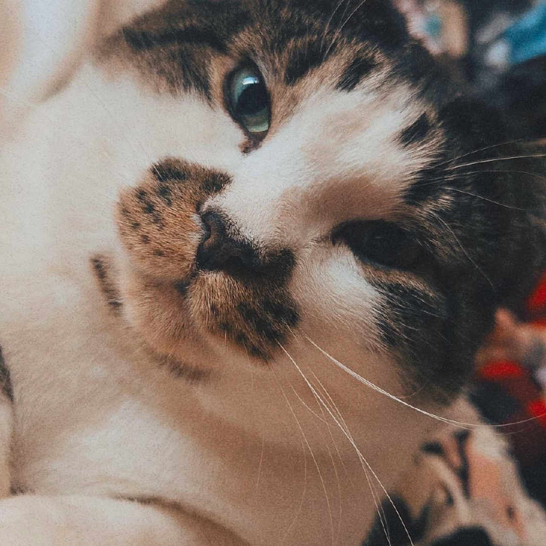 Kitty is registered to the contest to win money with this photo: animal, cat, close_up, comfort, cozy, cute, cute_face, domestic, feline, fur, indoor, mammal, pet, portrait, relaxed, resting, sleepy, soft, tabby, whiskers