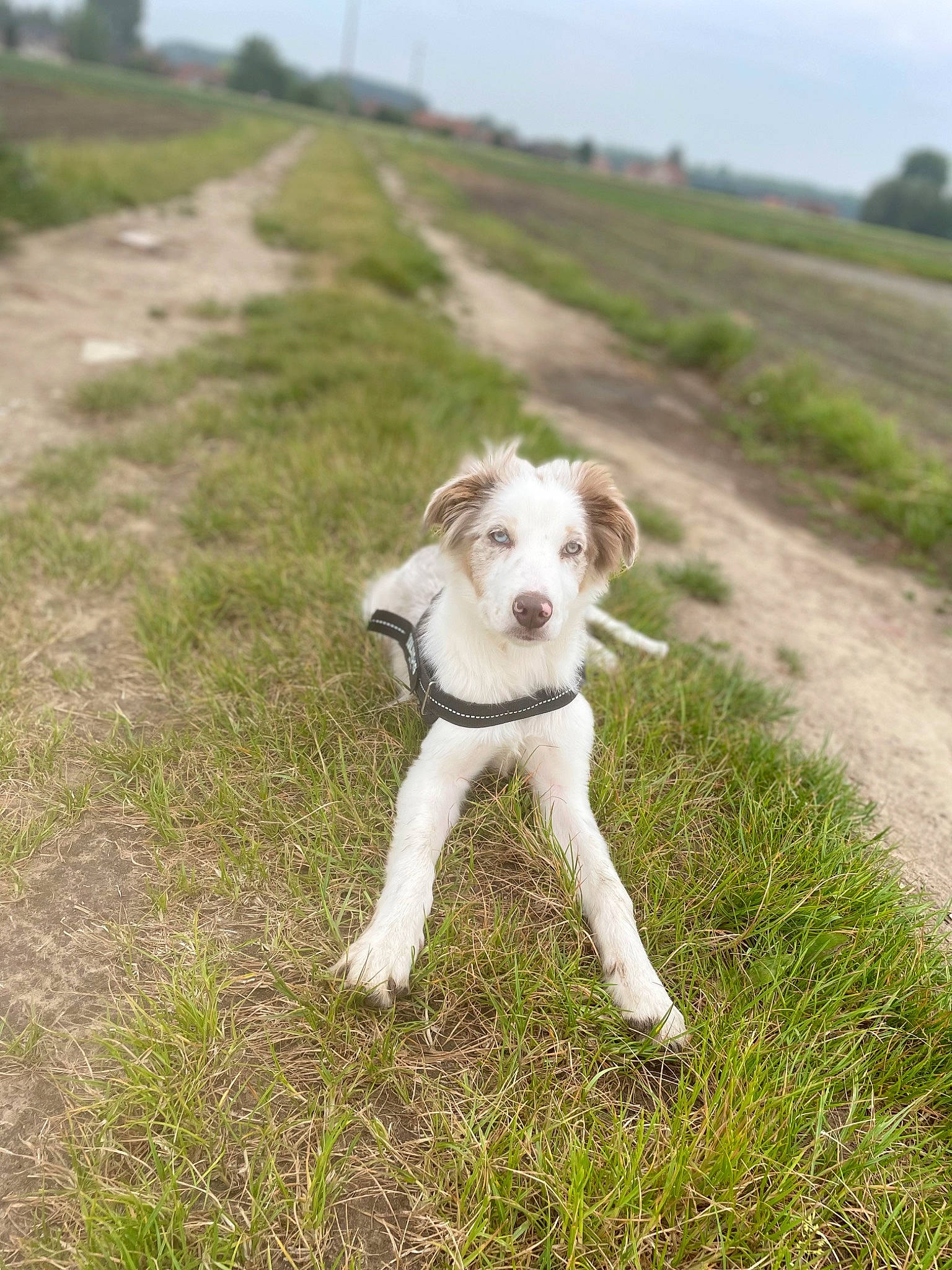 Taho participe au concours pour gagner de l'argent avec cette photo : canidae, carnivore, collar, companion_dog, dog, dog_breed, dog_collar, dog_walking, fawn, grass, grassland, leash, pasture, plant, pointing_breed, sky, sporting_group, tail, terrier, working_animal