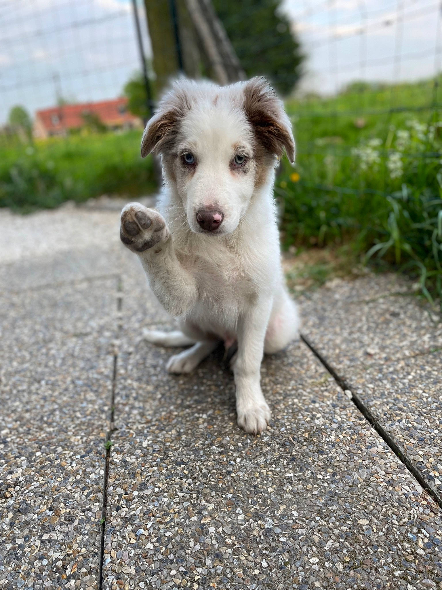 Taho participe au concours pour gagner de l'argent avec cette photo : asphalt, canidae, carnivore, companion_dog, concrete, dog, dog_breed, fawn, grass, plant, road_surface, snout, soil, sporting_group, street_dog, tail, terrestrial_animal, terrier, whiskers, working_animal