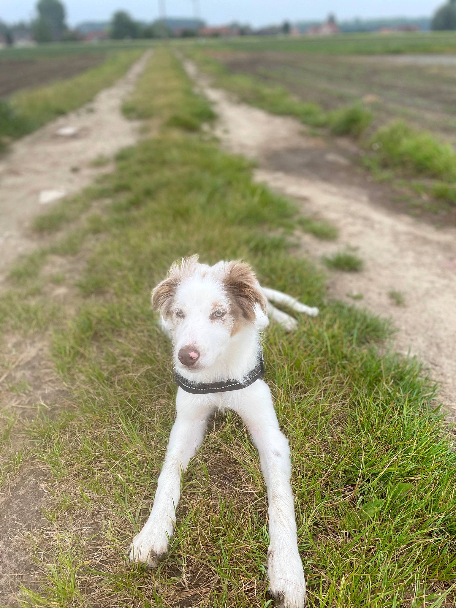 Taho participe au concours pour gagner de l'argent avec cette photo : canidae, carnivore, collar, companion_dog, dog, dog_breed, dog_collar, fawn, grass, grassland, pasture, plant, sighthound, sky, snout, sporting_group, tail, terrestrial_animal, tree, working_animal