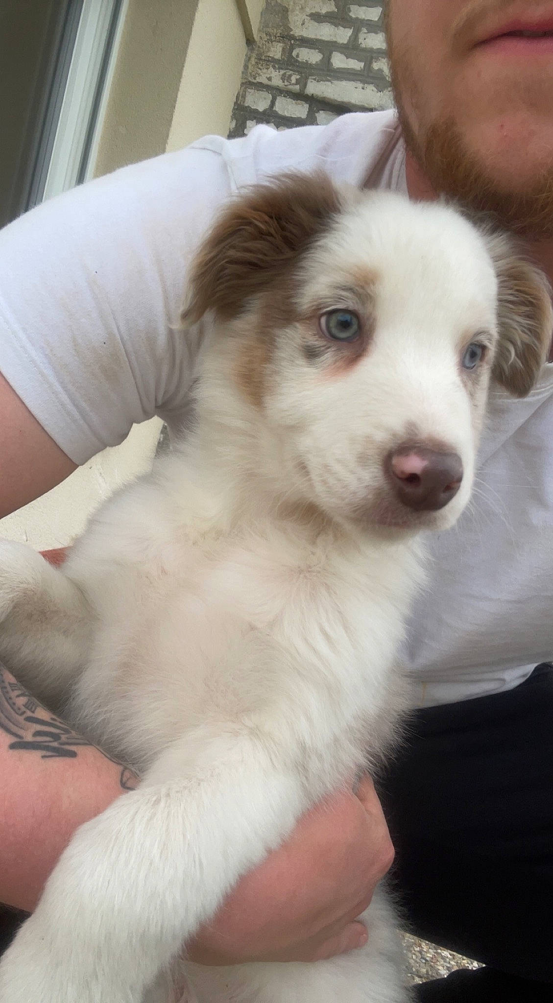 Taho participe au concours pour gagner de l'argent avec cette photo : ancient_dog_breeds, bored, canidae, carnivore, companion_dog, dog, dog_breed, fawn, fur, herding_dog, snout, sporting_group, terrestrial_animal, whiskers, working_animal, working_dog