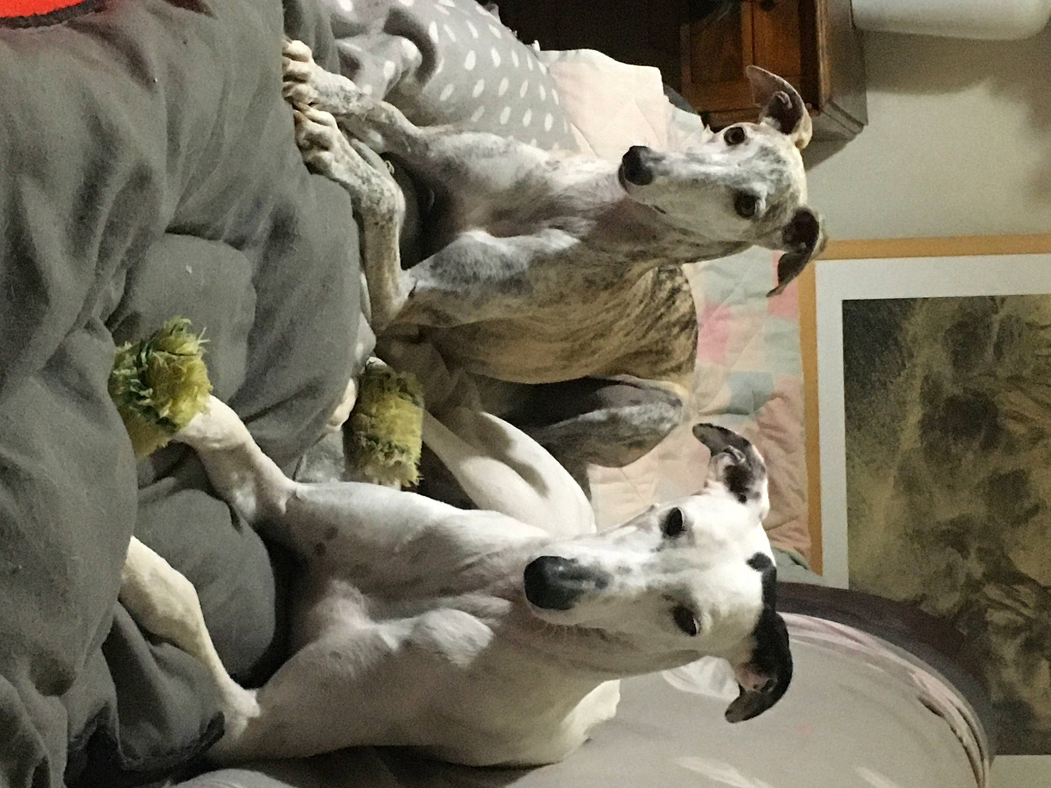 Inès participe au concours pour gagner de l'argent avec cette photo : ancient_dog_breeds, art, canidae, carnivore, comfort, companion_dog, couch, dog, dog_breed, fawn, fur, guard_dog, mammal, non_sporting_group, picture_frame, sculpture, sighthound, sporting_group, vertebrate, working_animal