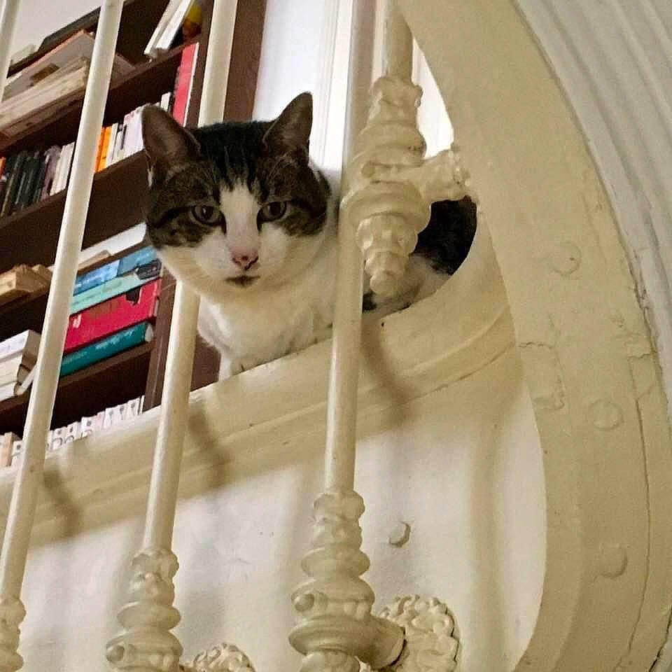 Inès participe au concours pour gagner de l'argent avec cette photo : baluster, bookcase, carnivore, cat, circle, domestic_short_haired_cat, felidae, fur, paw, plaster, room, shelf, small_to_medium_sized_cats, stairs, tail, tree, whiskers, window, wood