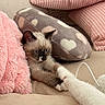Simba participe au concours pour gagner de l'argent avec cette photo : kitten, cat, blue_eyes, paw, couch, pillow, pink, heart_pattern, soft_texture, toy, furry, pet, indoor, cute, relaxing, cozy, animal, snuggling, feline, resting