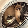 Simba a rejoint le concours — aidez-le/la à gagner de superbes lots ! cat, kitten, siamese, washing_machine, metal, curious, blue_eyes, pet, domestic_animal, indoor, exploring, animal, whiskers, paw, closeup, reflection, household, cute, young, playful
