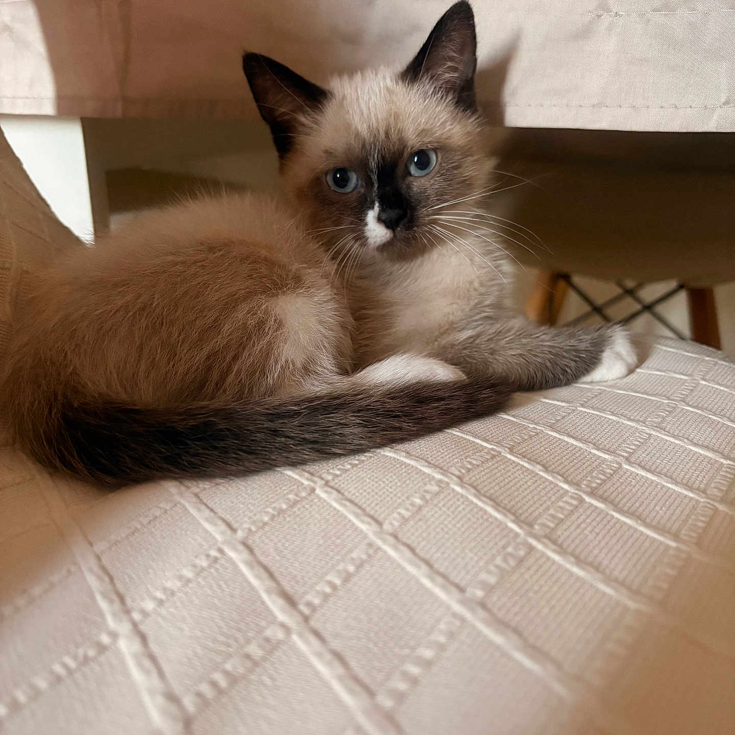Simba