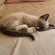 Simba a rejoint le concours — aidez-le/la à gagner de superbes lots ! kitten, cat, animal, pet, fur, ears, paws, whiskers, blanket, couch, indoor, cute, resting, cozy, soft, pink_pillow, beige, sleepy, young, domestic_cat