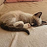 kitten, cat, animal, pet, fur, ears, paws, whiskers, blanket, couch, indoor, cute, resting, cozy, soft, pink_pillow, beige, sleepy, young, domestic_cat