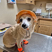 Bella is registered to the contest to win money with this photo: dog, pet, orange_hat, orange_booties, veterinary_clinic, metal_table, indoor, small_dog, cute, animal, canine, waiting, expression, brown_fur, white_fur, medical_equipment, cabinet, floor, leash, closeup