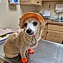dog, pet, orange_hat, orange_booties, veterinary_clinic, metal_table, indoor, small_dog, cute, animal, canine, waiting, expression, brown_fur, white_fur, medical_equipment, cabinet, floor, leash, closeup