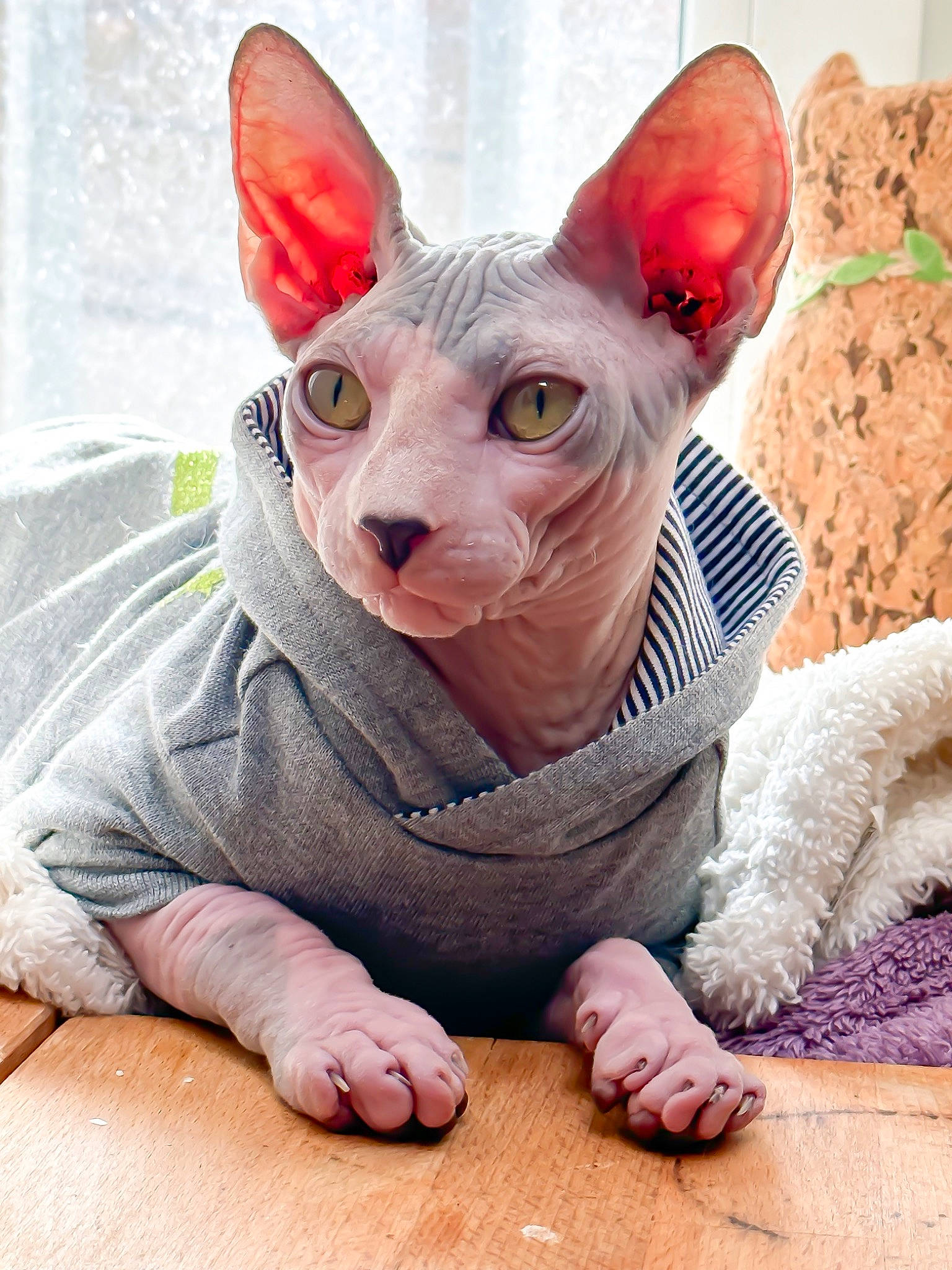 Thor a rejoint le concours — aidez-le/la à gagner de superbes lots ! art, canidae, carnivore, comfort, cone, dog_breed, ear, fawn, felidae, foot, fur, mammal, pattern, pink, sculpture, small_to_medium_sized_cats, snout, terrestrial_animal, vertebrate, whiskers