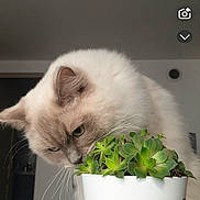 Ushu a rejoint le concours — aidez-le/la à gagner de superbes lots ! background_blur, cat, close_up, curious, domestic_animal, feline, fluffy, fur, green, houseplant, indoor, light, pet, plant, pot, sniffing, succulent, table, whiskers, white