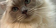 Ushu participe au concours pour gagner de l'argent avec cette photo : animal, background, blue_eyes, calm, cat, close_up, curious, cute, domestic, ears, face, feline, fluffy, indoors, long_hair, pet, portrait, soft_fur, tile_wall, whiskers