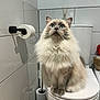 Ushu a rejoint le concours — aidez-le/la à gagner de superbes lots ! animal, bathroom, blue_eyes, cat, clean, close_up, cute, domestic, feline, fluffy, furry, household, indoor, pet, portrait, sitting, toilet, toilet_brush, toilet_paper, white_tiles