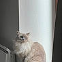 Ushu a rejoint le concours — aidez-le/la à gagner de superbes lots ! calm, cat, curtain, domestic_animal, eyes, feline, fluffy, fur, furniture, home, indoor, pet, portrait, sitting, soft_light, texture, whiskers, white_wall, window, windowsill